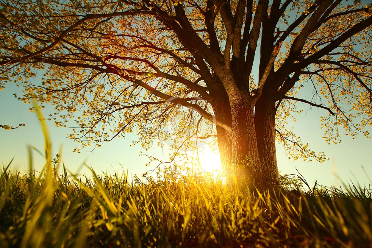 bigstock-Spring-tree-with-fresh-leaves-48484163.jpg